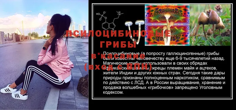 Галлюциногенные грибы ЛСД  Данилов 